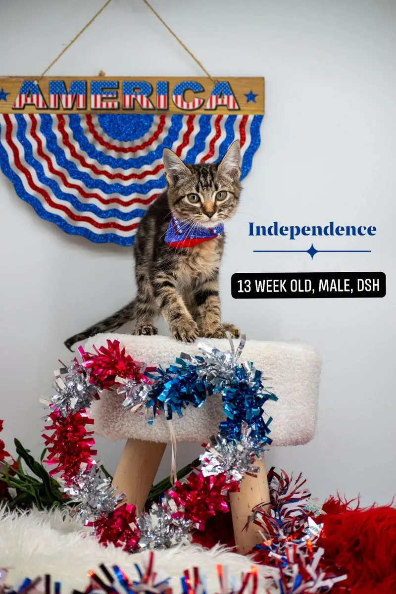 Independence thumbnail 4