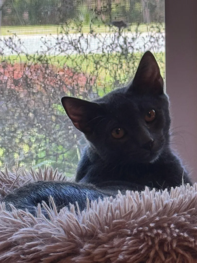 A young medium-sized male Gray / Blue / Silver Domestic Short Hair cat named Petey for adoption in Port Wentworth, GA