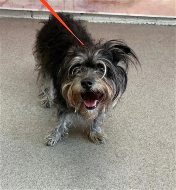 An adult small-sized male Terrier dog named Lumiere for adoption in San Bernardino, CA