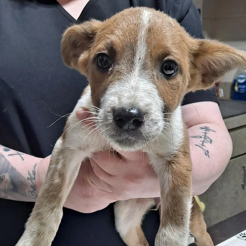 A baby small-sized female White / Cream Mixed Breed dog named Posey for adoption in Milton, FL