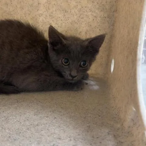 A baby small-sized male Gray / Blue / Silver Domestic Short Hair cat named Johnny for adoption in Bastrop, TX