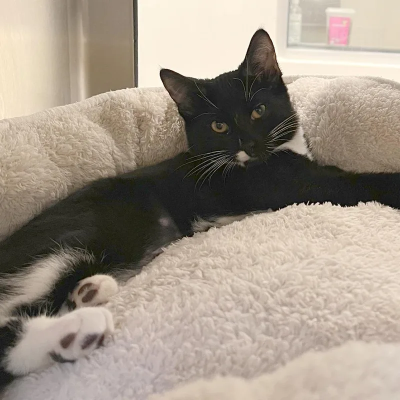 A baby small-sized female Domestic Short Hair cat named Allegedly for adoption in York, PA