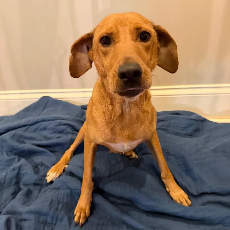 An adult medium-sized female Red / Chestnut / Orange Mixed Breed dog named Artemis for adoption in Brownsboro, AL