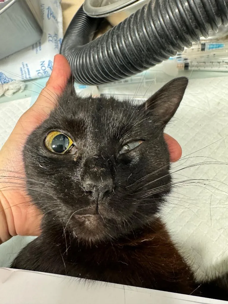 An adult medium-sized female Domestic Short Hair cat named Walgreens Trap for adoption in Morgantown, KY
