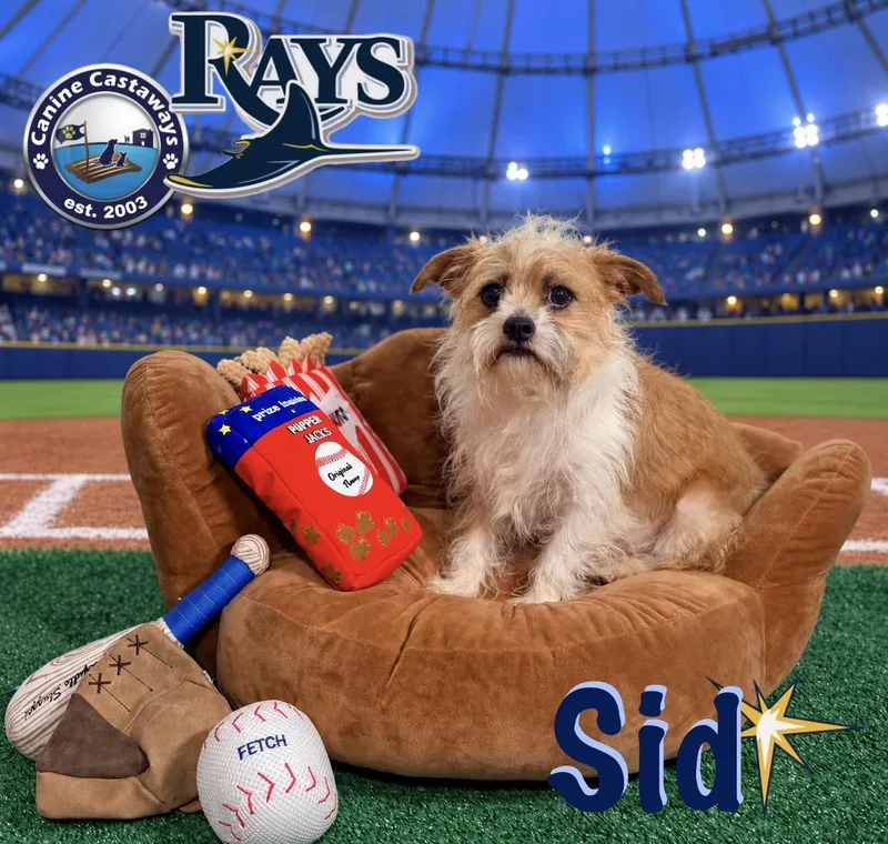 An adult small-sized male Brussels Griffon dog named Sid for adoption in Arcadia, FL