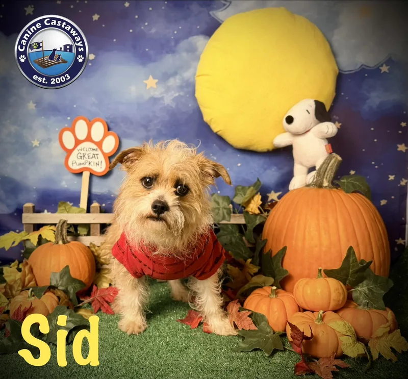 Sid thumbnail 3