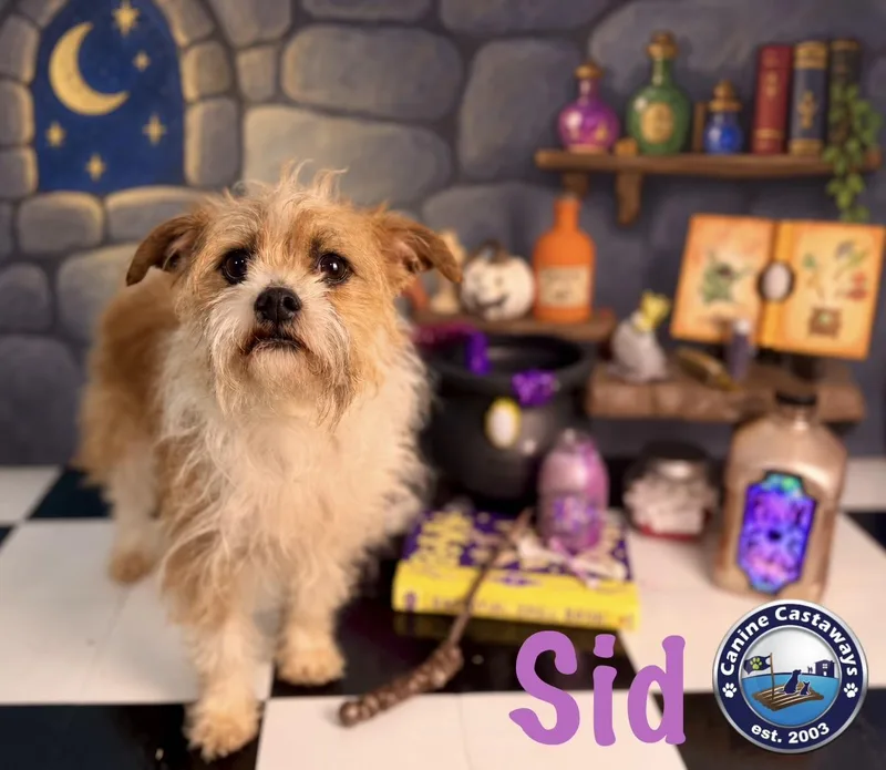 Sid thumbnail 5
