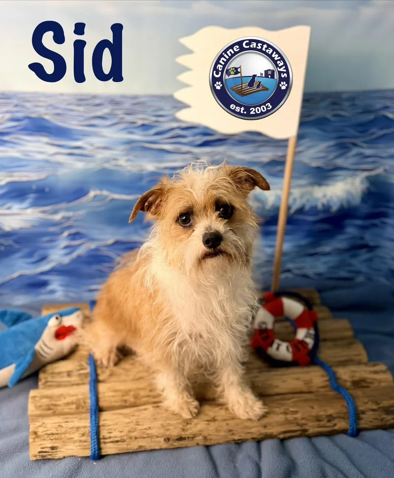 Sid thumbnail 6