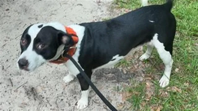 An adult medium-sized female Pit Bull Terrier dog named Molly for adoption in Ocala, FL