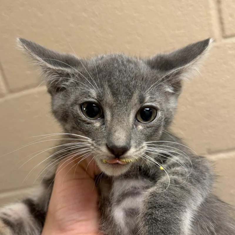 A baby small-sized male Gray / Blue / Silver Domestic Short Hair cat named Winston for adoption in Stillwater, OK