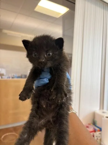 A baby small-sized male Domestic Short Hair cat named James for adoption in Santa Rosa, CA
