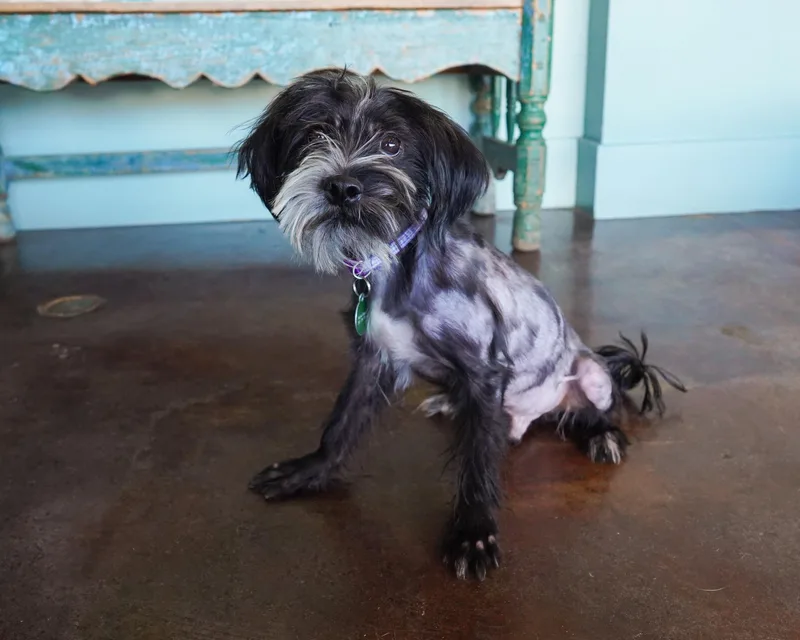An adult small-sized male Gray / Blue / Silver Miniature Schnauzer dog named Albus for adoption in San Antonio, TX