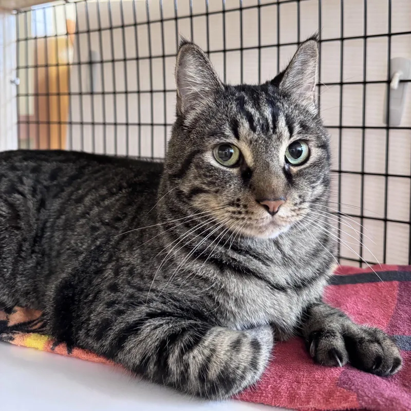 An adult medium-sized male Domestic Short Hair cat named Bean for adoption in Burlingame, CA