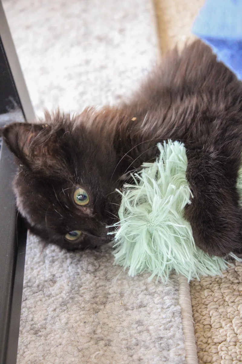 A baby medium-sized male Black Domestic Medium Hair cat named Mr. Stella for adoption in Chicago, IL