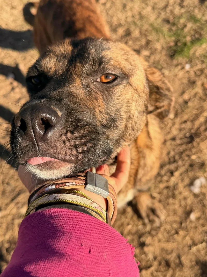 A young medium-sized female Brindle Dutch Shepherd dog named Roxanne for adoption in Calera, AL