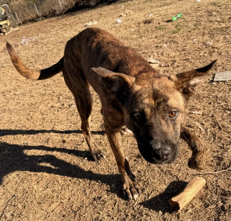 Roxanne thumbnail 3