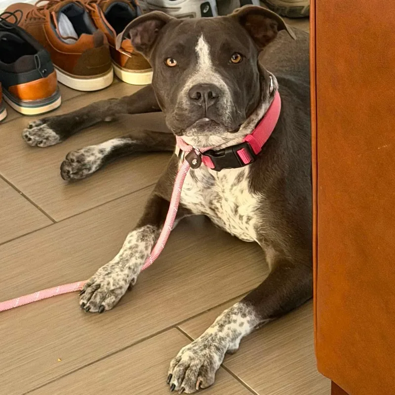 A young large-sized female Pit Bull Terrier dog named Nova for adoption in Las Vegas, NV