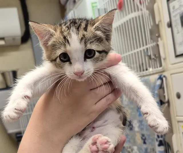 A baby small-sized female Domestic Short Hair cat named Caramel for adoption in Lodi, CA