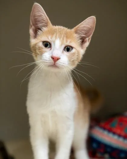 A baby medium-sized female Domestic Short Hair cat named Cordelia for adoption in Pequot Lakes, MN