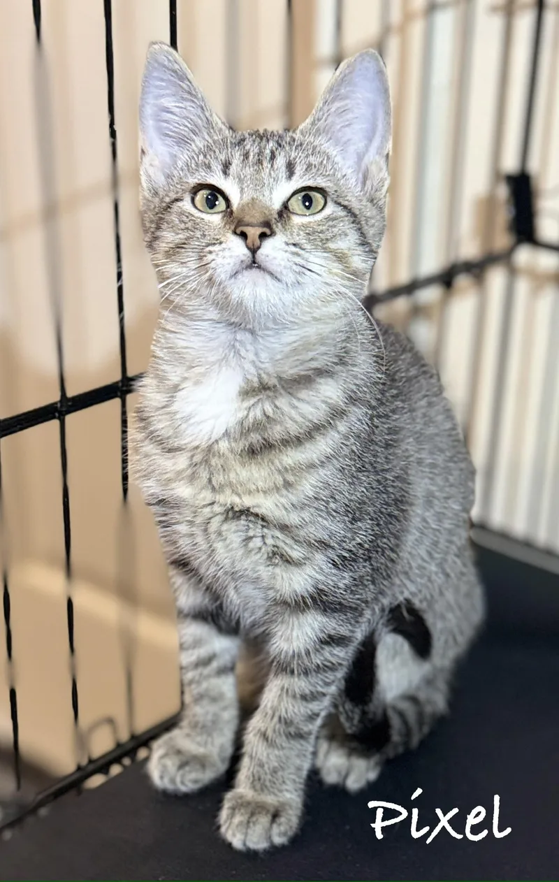 A baby medium-sized male Tabby (Gray / Blue / Silver) Domestic Short Hair cat named Pixel for adoption in Pawleys Island, SC