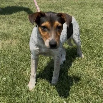 A young medium-sized female Tricolor (Brown, Black, & White) Australian Cattle Dog / Blue Heeler dog named Ellie for adoption in Chillicothe, MO