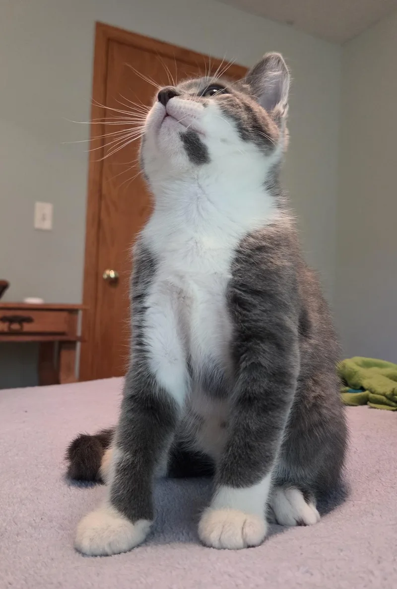 A baby medium-sized male Domestic Short Hair cat named Charlie for adoption in River Falls, WI