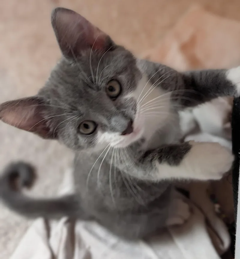 Charlie thumbnail 3