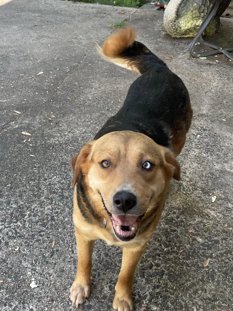 An adult large-sized female Shepherd dog named Sweets for adoption in Holly Springs, NC