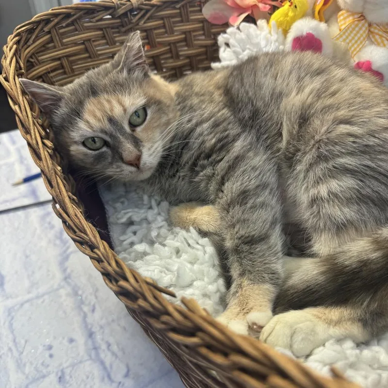 A young medium-sized female Gray / Blue / Silver Domestic Short Hair cat named Nova for adoption in Harrisonburg, VA