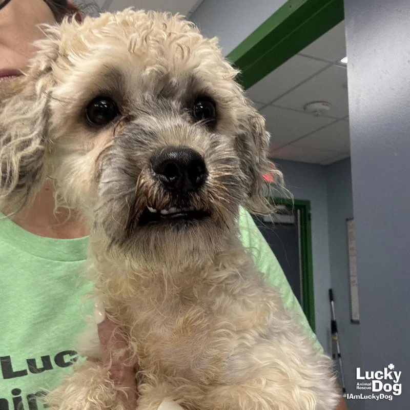 A young small-sized female Poodle dog named Wilmena for adoption in Washington, DC