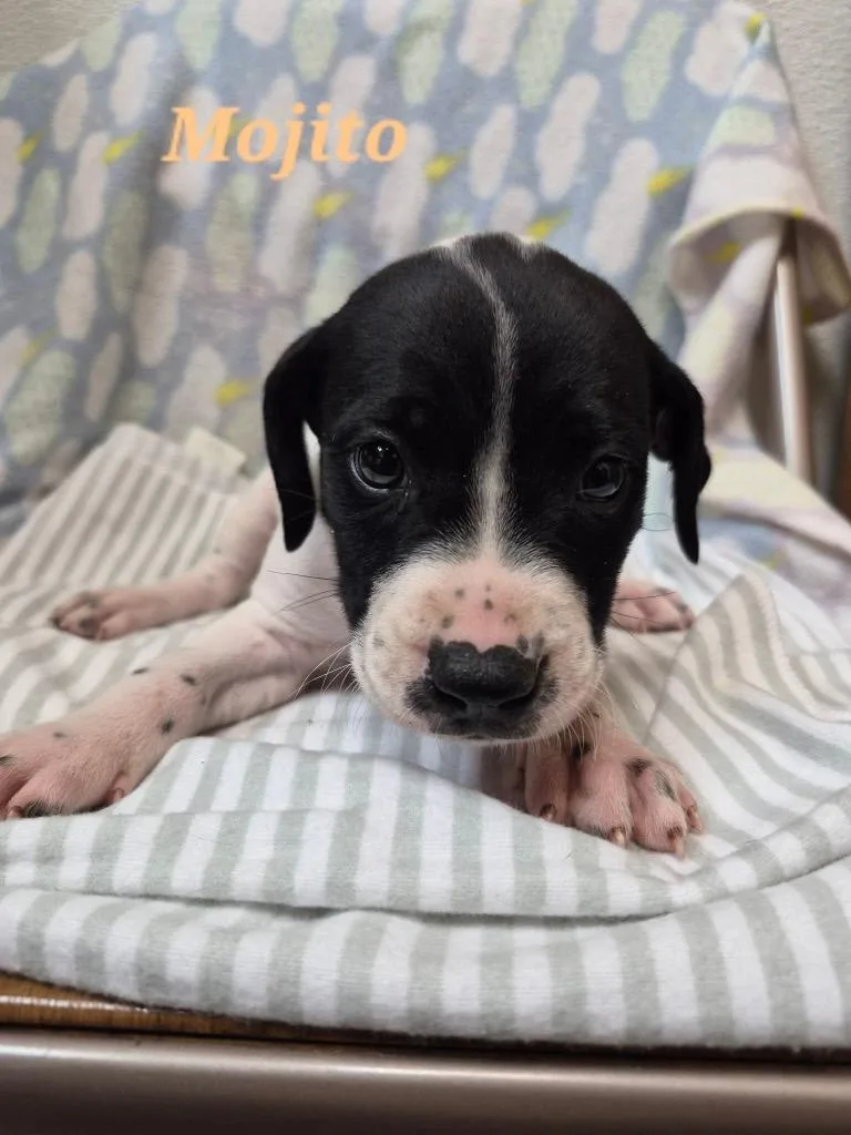 A baby large-sized female English Pointer dog named Mojito for adoption in Clinton, SC