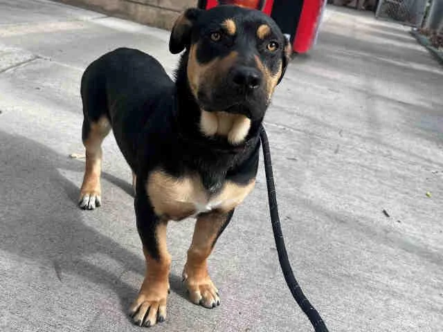 A young medium-sized male Basset Hound dog named Buddy for adoption in Bonita, CA