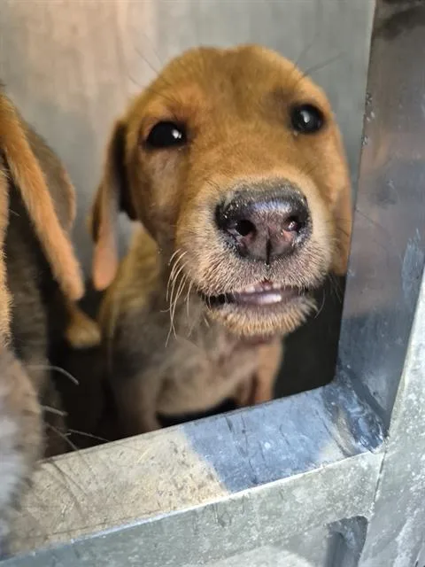 A baby small-sized female Terrier dog named Quinn for adoption in San Antonio, TX