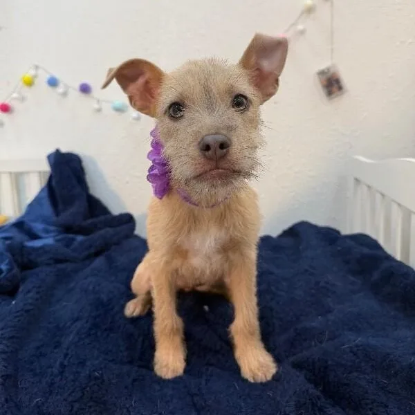 A baby small-sized female Yellow / Tan / Blond / Fawn Cairn Terrier dog named Pez Sweet Willow for adoption in Friendswood, TX