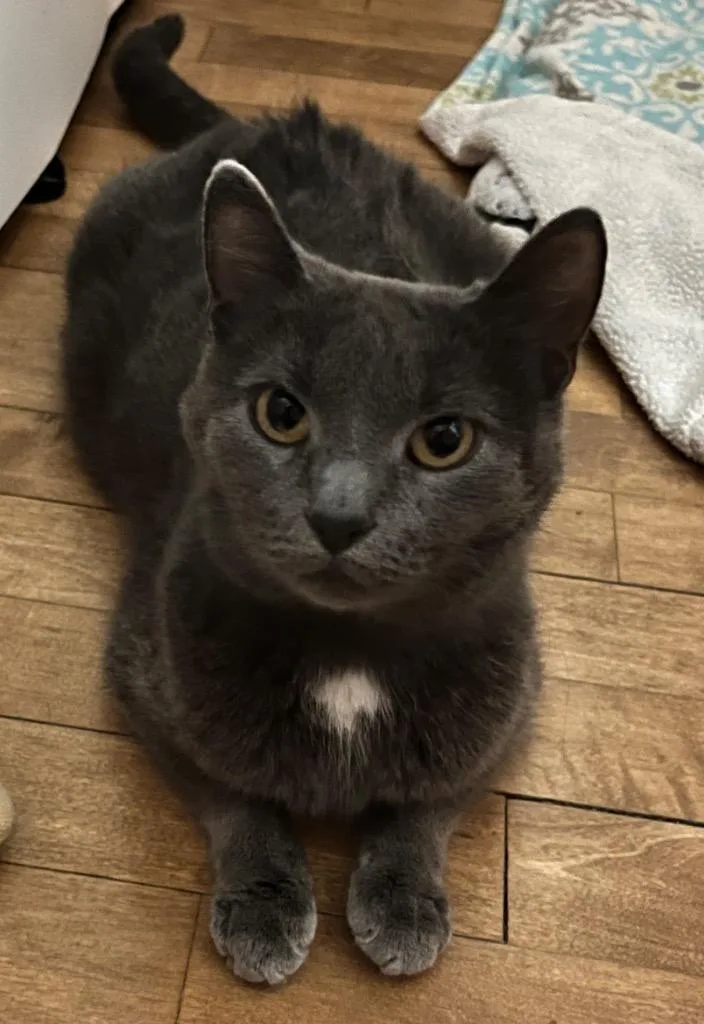 A young medium-sized female Domestic Short Hair cat named Diamond for adoption in Fond Du Lac, WI