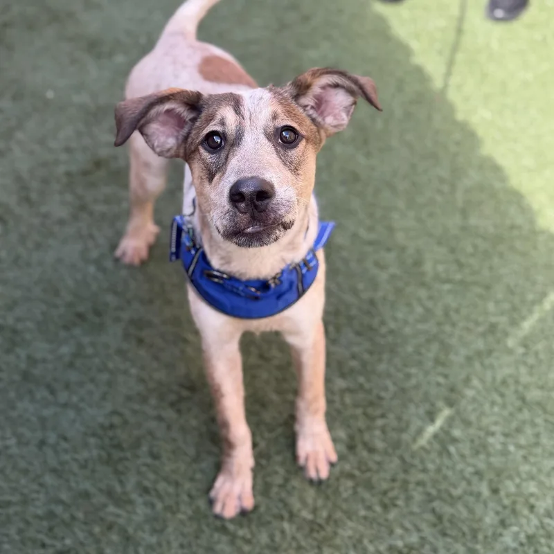 A young medium-sized male Australian Cattle Dog / Blue Heeler dog named Kash for adoption in Itasca, IL