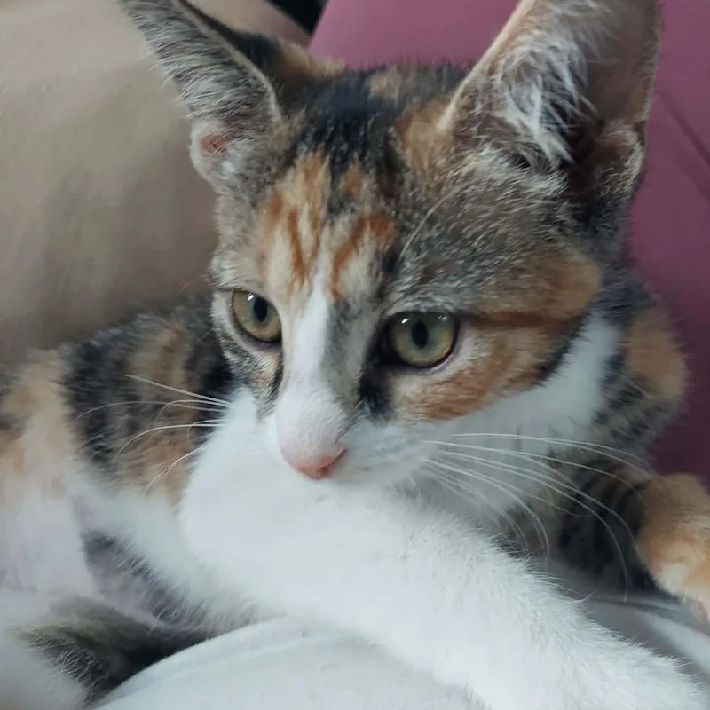 A baby medium-sized female Calico Domestic Short Hair cat named Junebug for adoption in North Huntingdon, PA