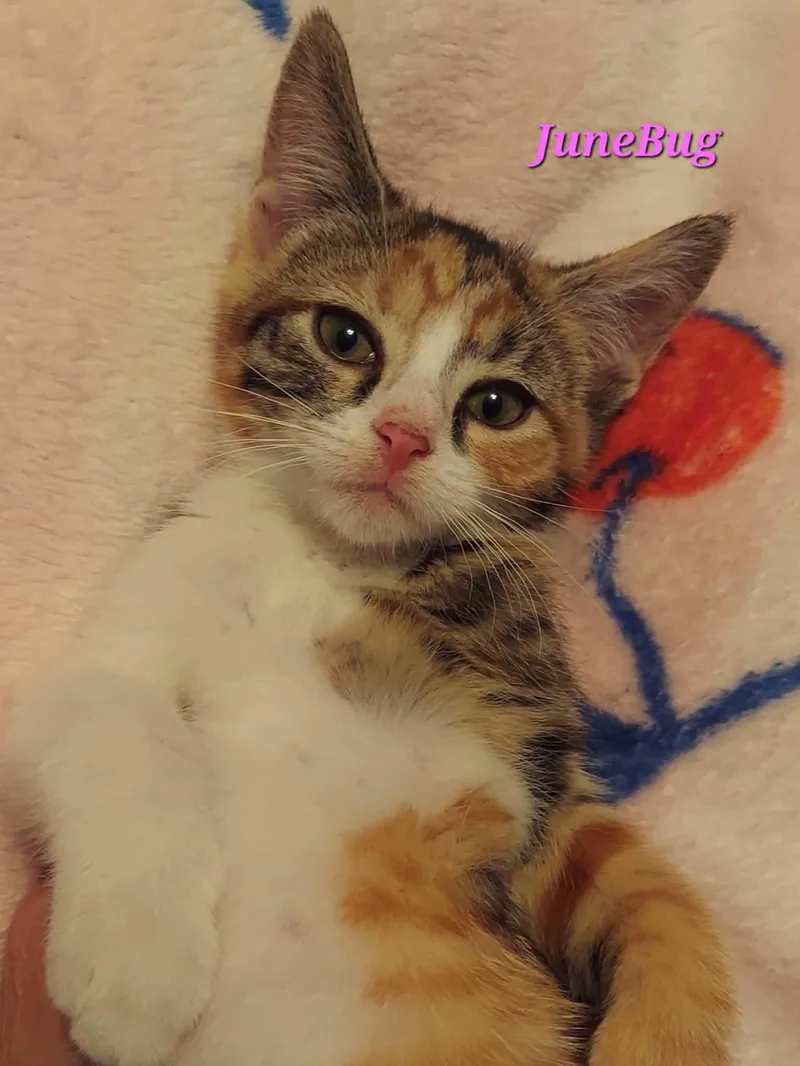Junebug thumbnail 3