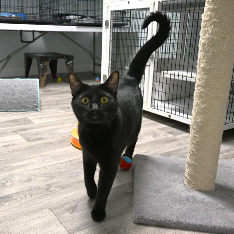 Louie thumbnail 3