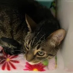 An adult medium-sized male Tabby (Gray / Blue / Silver) Tabby cat named Kono for adoption in Green Valley, AZ