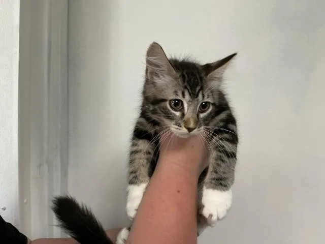 A baby small-sized male Domestic Short Hair cat named Professor for adoption in San Bernardino, CA