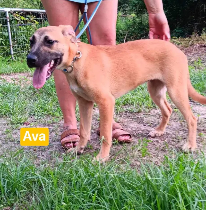 Ava