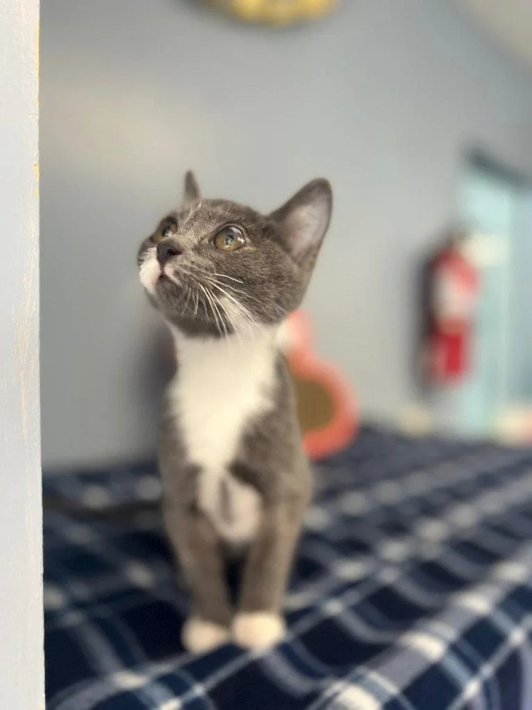 A baby small-sized female Domestic Short Hair cat named Harlo for adoption in Lovingston, VA