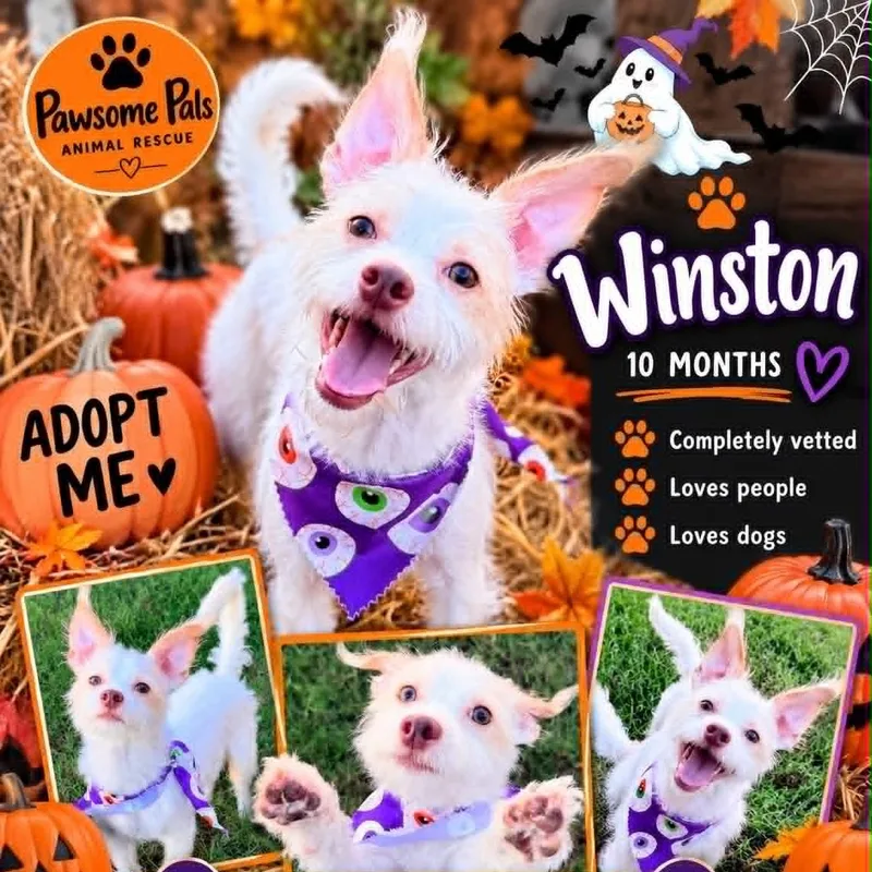 A young small-sized male Yorkshire Terrier dog named Winston Is Pounds for adoption in Kaufman, TX