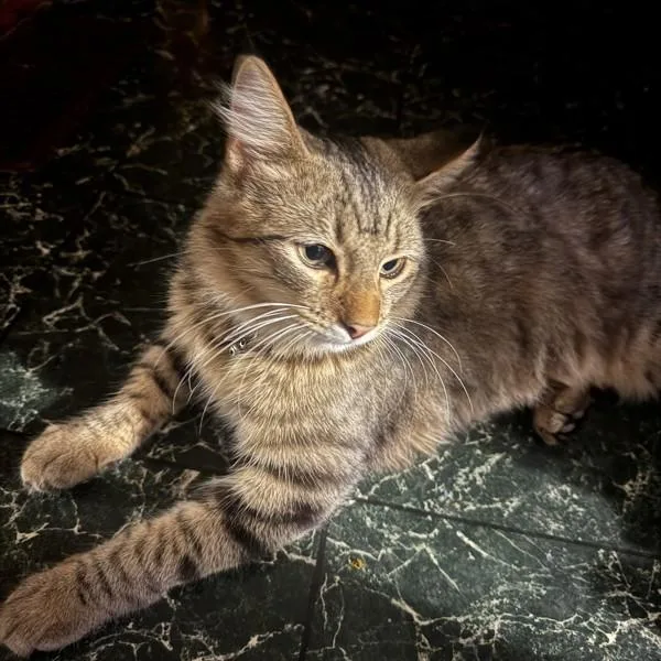 A young medium-sized male Domestic Medium Hair cat named Mochi for adoption in Des Moines, IA