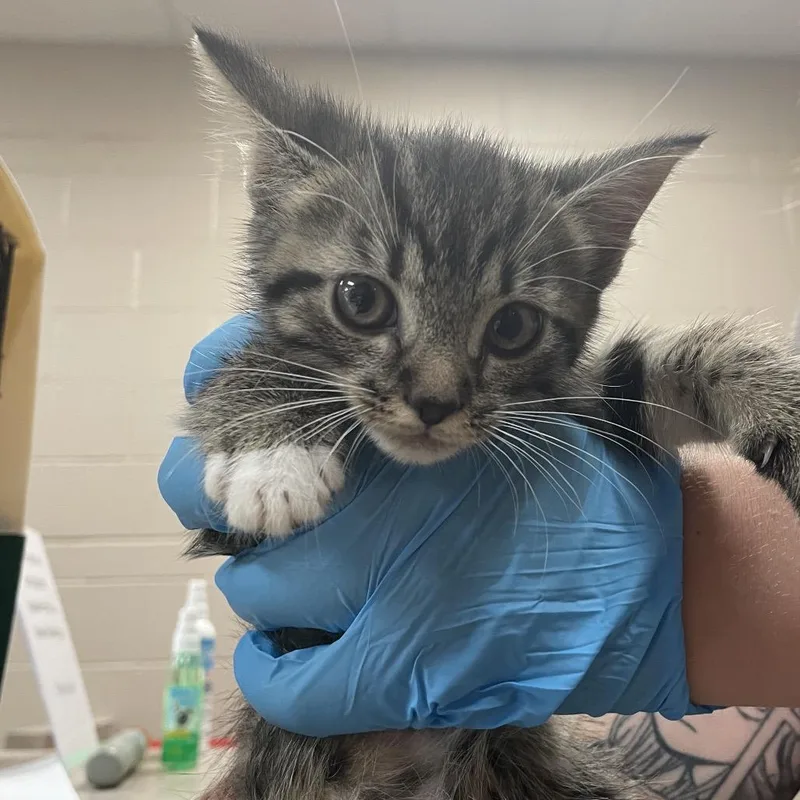A baby small-sized female Brown / Chocolate Domestic Short Hair cat named Irys for adoption in Birmingham, AL