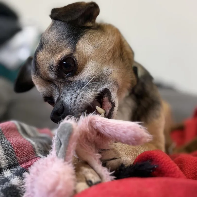 Peanut thumbnail 2