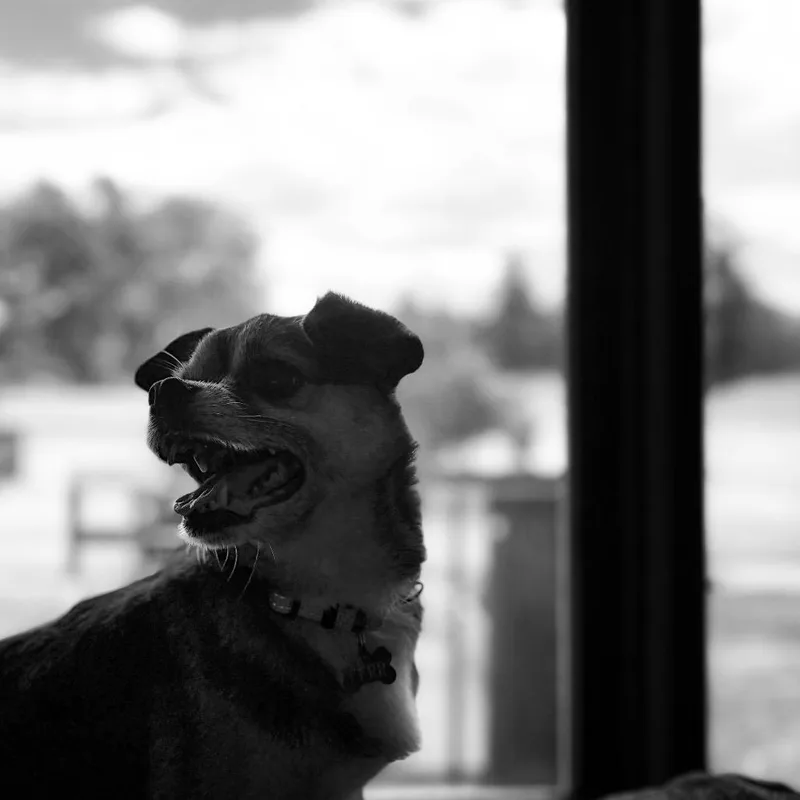 Peanut thumbnail 6