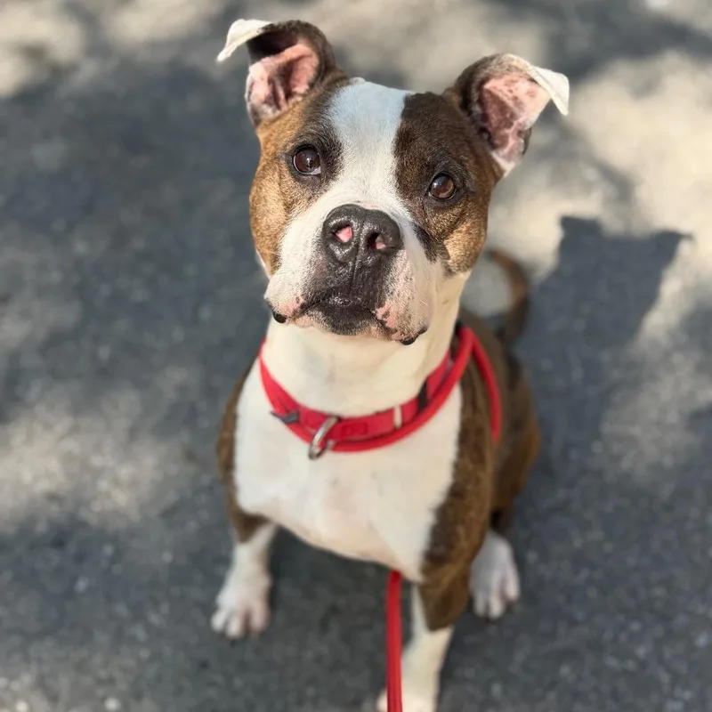An adult medium-sized female Brindle Mixed Breed dog named Bella for adoption in Asheville, NC
