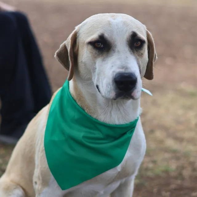 An adult medium-sized female Labrador Retriever dog named Trish for adoption in San Antonio, TX